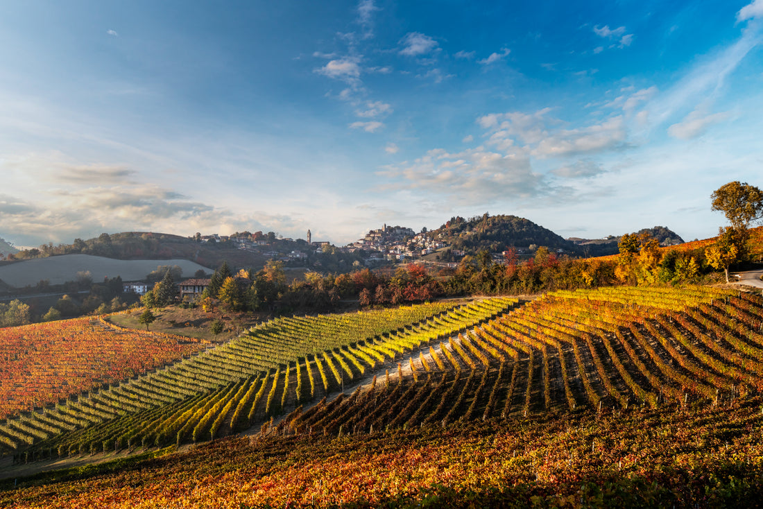 Cantina Moscone - Pic Nic in vigna - Piemonte