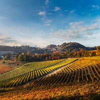 Cantina Moscone - Pic Nic in vigna - Piemonte