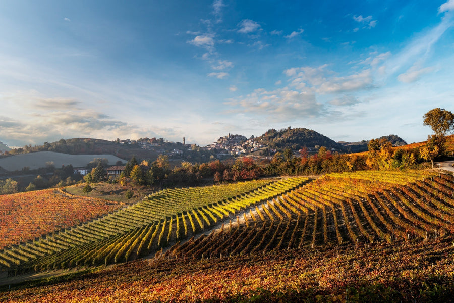 Cantina Moscone - Degustazione Il Dosman - Piemonte