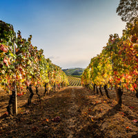 Cantina Moscone - Pic Nic in vigna - Piemonte