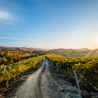 Cantina Moscone - Pic Nic in vigna - Piemonte