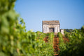 Augustali - Vigneti al tramonto