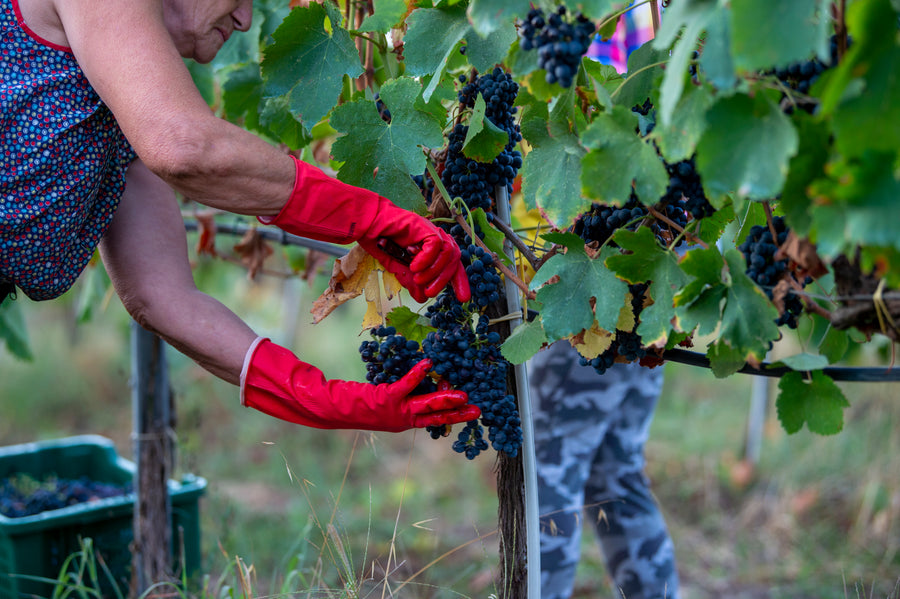 Amor vitae - Menù Degustazione - WINERIES