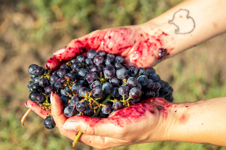 Paolo Bea - Degustazione - WINERIES