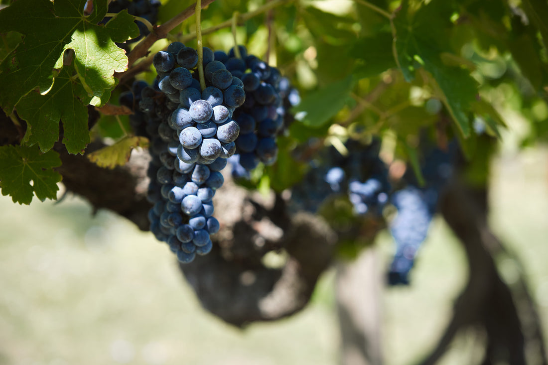 Joaquin - Scoperta dei Grandi Vini Joaquin con Pranzo della Tradizione Irpina