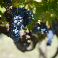 Joaquin - Scoperta dei Grandi Vini Joaquin con Pranzo della Tradizione Irpina