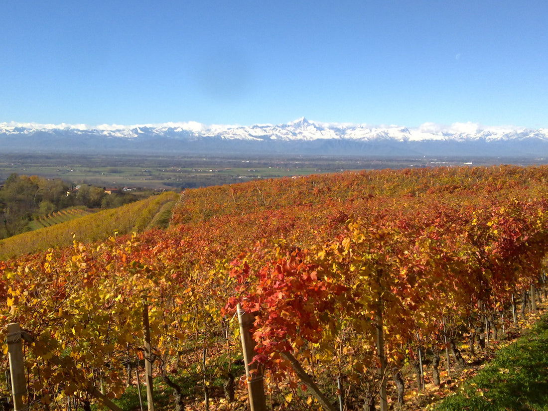 Dosio Vigneti - Il Barolo si svela