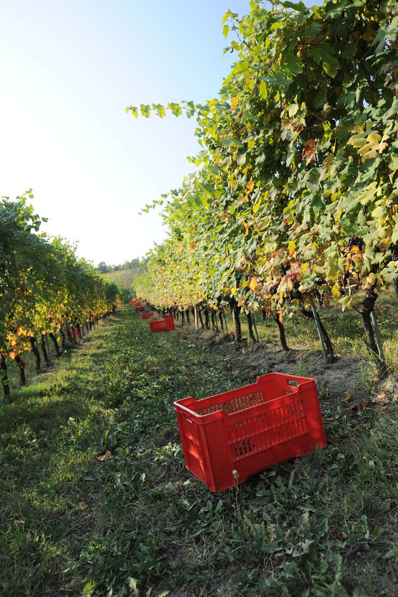 Dosio Vigneti - Il Barolo si svela