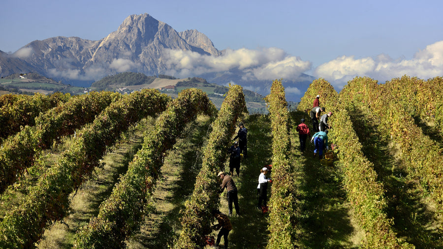 Colline Aprutine - Tour 2 giorni - WINERIES