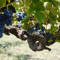 Joaquin - Scoperta dei Grandi Vini Joaquin con Pranzo della Tradizione Irpina