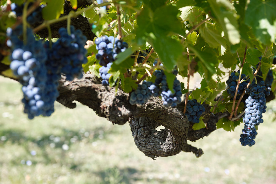 Joaquin - Scoperta dei Grandi Vini Joaquin con Pranzo della Tradizione Irpina