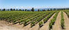 Cantina Leonardi - E-Bike TOUR