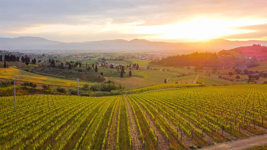 Tentua di capezzana - Degustazione di vino esclusiva