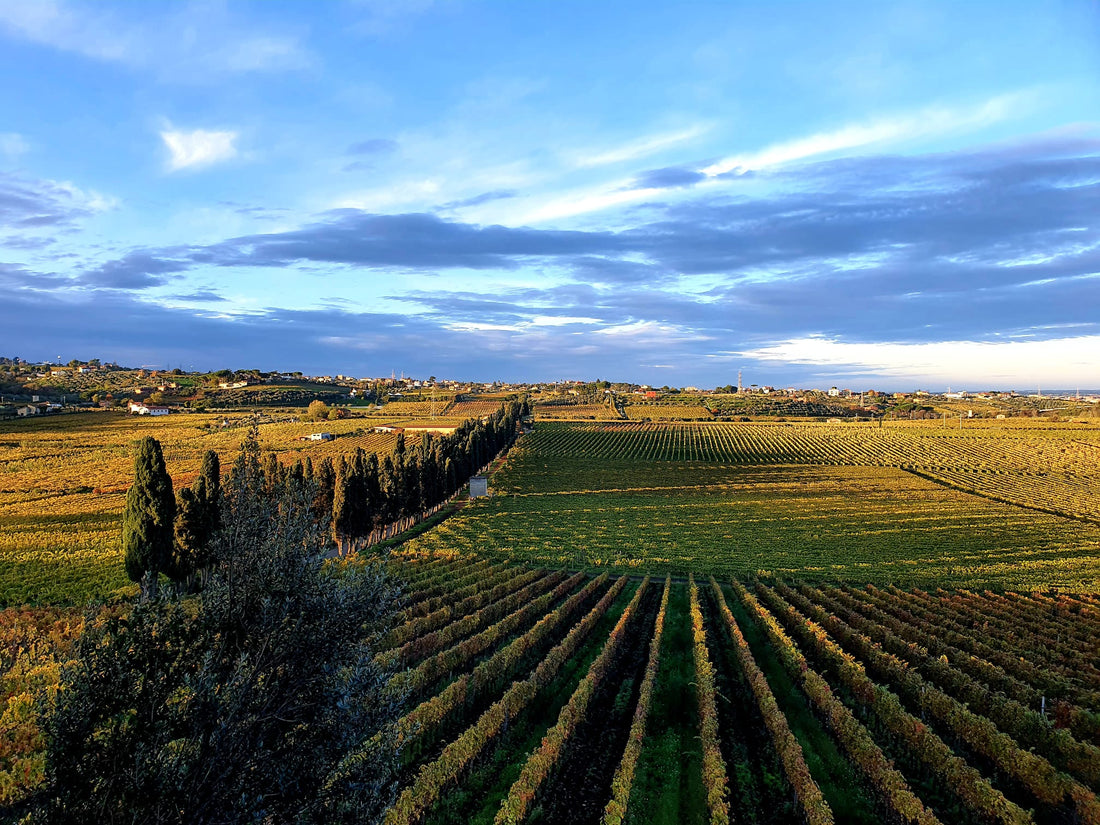 Tenuta di Pietra Porzia - Esperienza Old Vintage Lazio Tenuta di Pietra Porzia