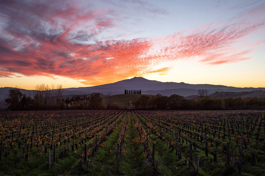 Tenuta di trinoro - Degustazione di vino esclusiva