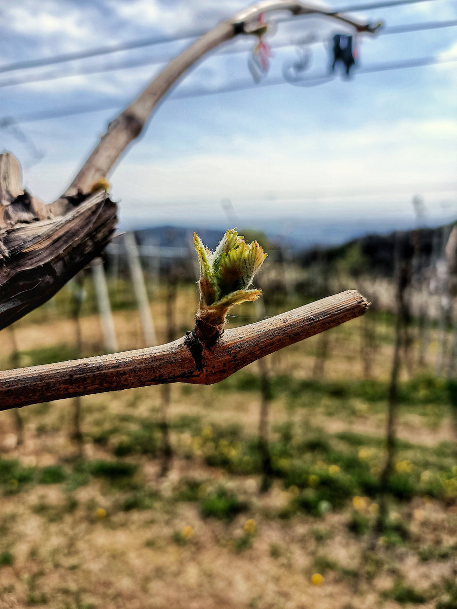 Castellani Michele - Degustazione 4 Vini