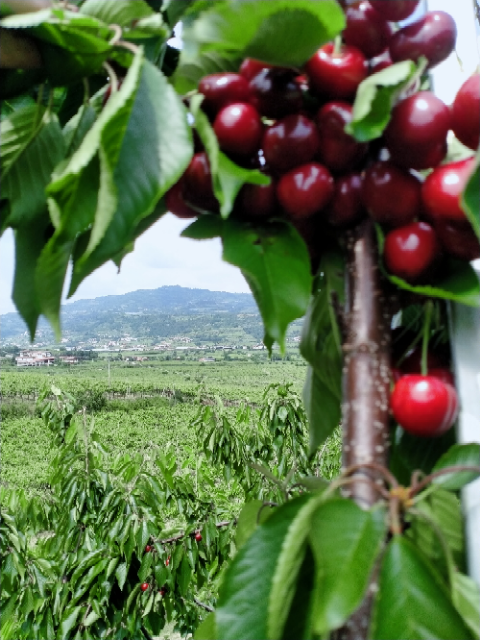 Azienda Agricola Casarotto - Degustazione Base - Veneto