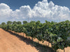 Gurrieri - Degustazione 3 vini 
