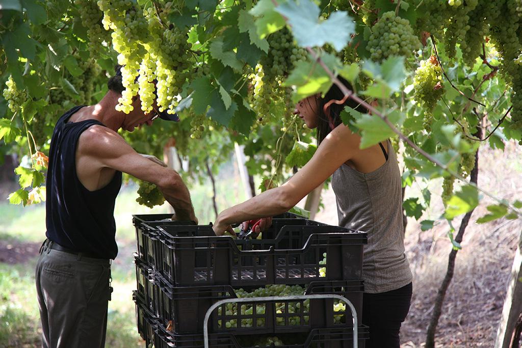 Azienda Agricola Casarotto - Degustazione Top - Veneto