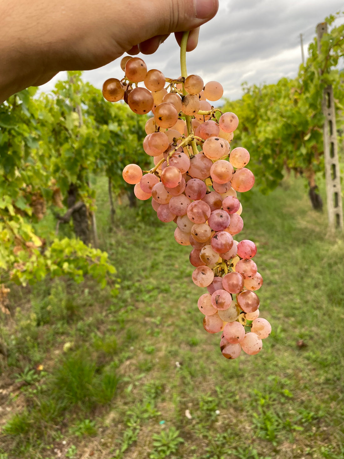 Cantina del Colonna - Degustazione 4 Vini