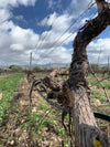 Gurrieri - Degustazione 4 vini 