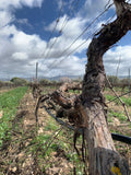Gurrieri - Degustazione 4 vini 