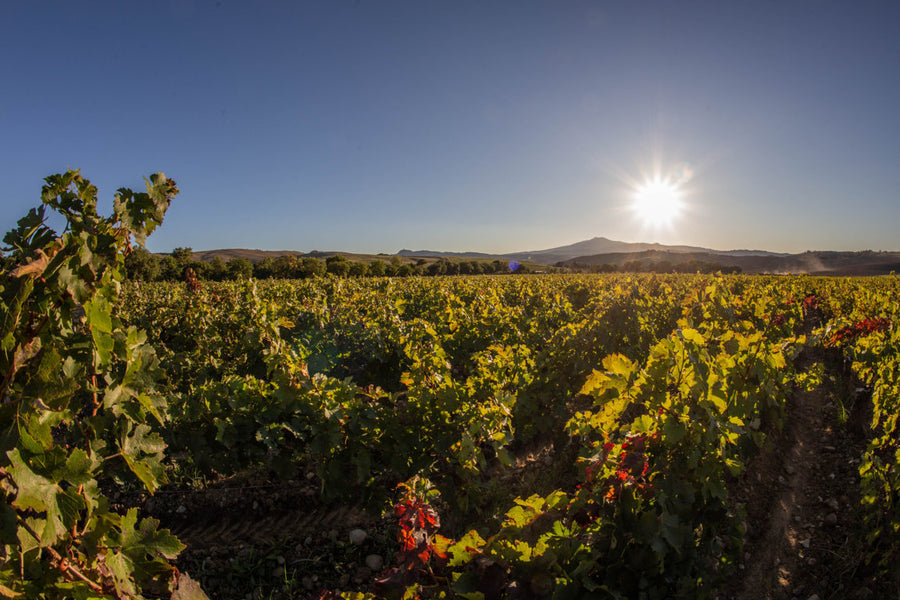 Tenuta di trinoro - Degustazione di vino esclusiva