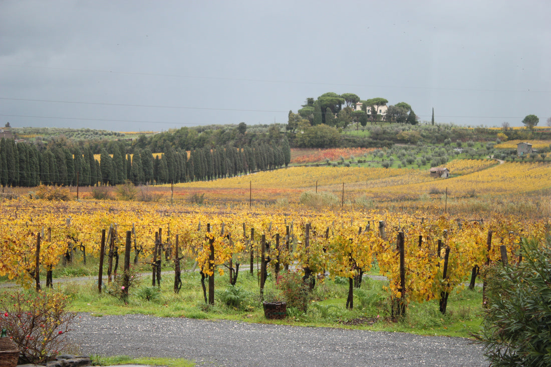 De Sanctis - Degustazione 3 Vini Lazio De Sanctis