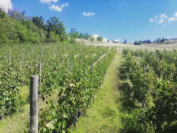 Il Vino e Le Rose - Degustazione classica - Piemonte