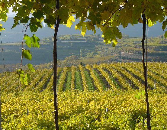 Azienda Agricola Casarotto - Degustazione Base - Veneto