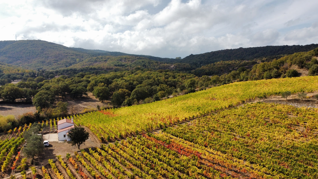 Cantina Sedilesu - Degustazione e visita Completa