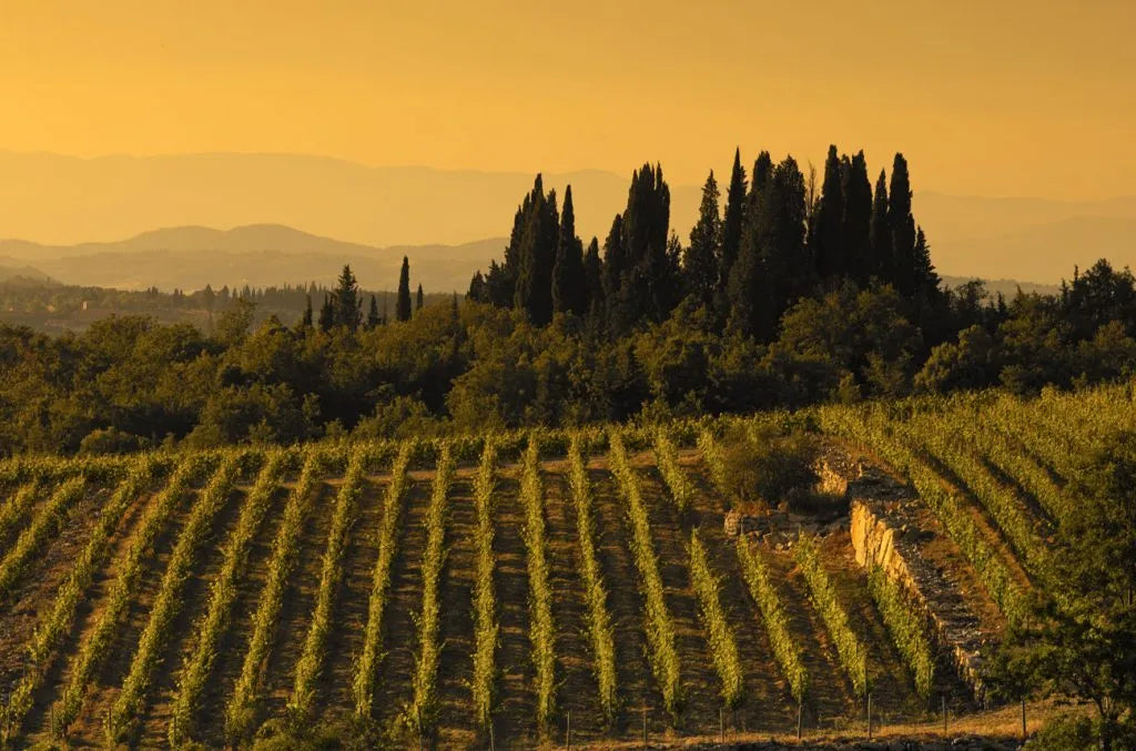 Isole e olena - Degustazione di vino esclusiva