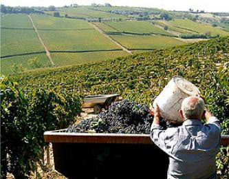 Costa dei Trabocchi - Tour 2 giorni - WINERIES