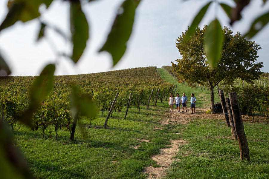 Azienda Agricola AleMat - Classica - WINERIES