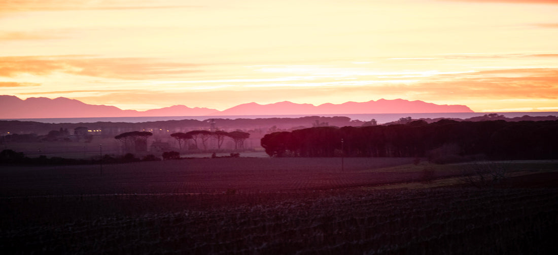 Le Macchiole - Degustazione di vino esclusiva