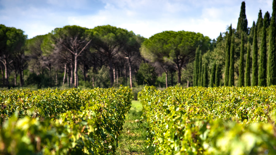 La Madonnina - Degustazione - WINERIES