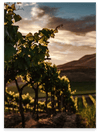 Pietreionne Wine experience Master Falanghina del Sannio in verticale