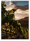 Pietreionne Wine experience Master Falanghina del Sannio in verticale