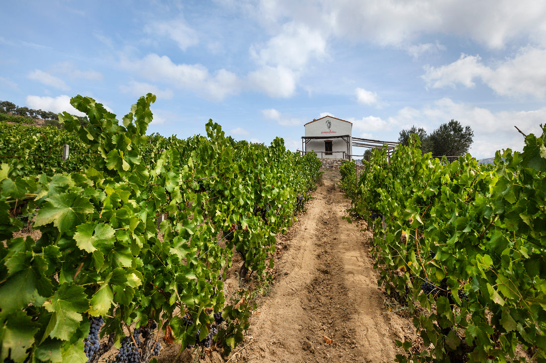 Cantina Sedilesu - Degustazione e visita Completa