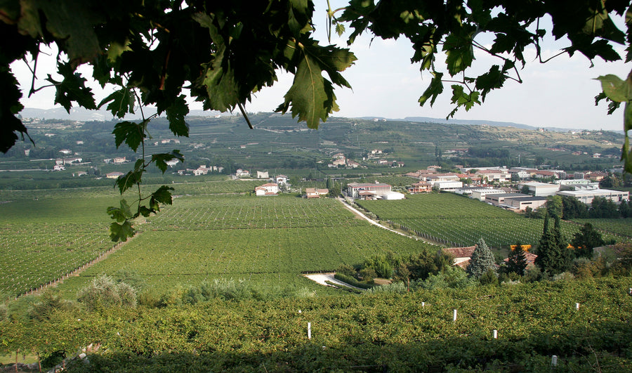 Castellani Michele - Degustazione 4 Vini