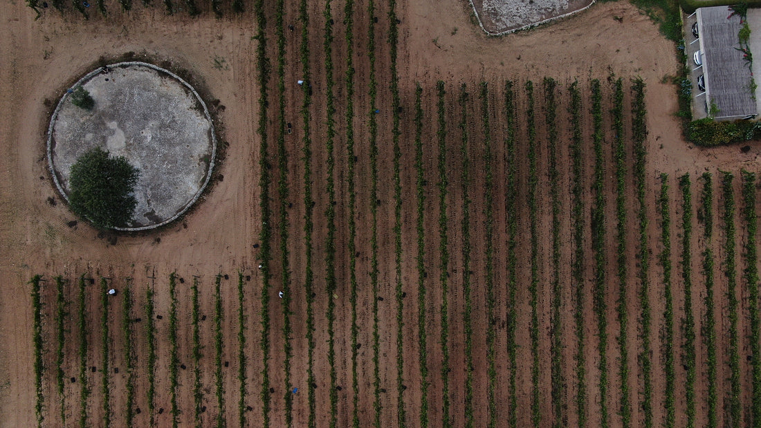 Masseria Fano Relais & Wine - Delux soggiorno e degustazione Puglia Masseria Fano Relais & Wine