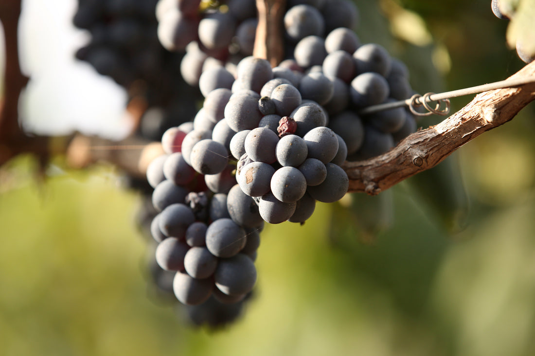 Masseria Fano Relais & Wine - Delux soggiorno e degustazione Puglia Masseria Fano Relais & Wine