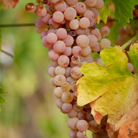 Fattoria La Maliosa - Picnic in vigna sotto la Grande Quercia - WINERIES