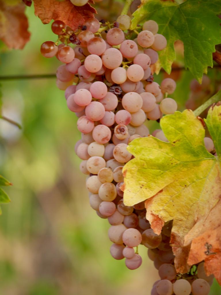 Fattoria La Maliosa - Picnic in vigna sotto la Grande Quercia - WINERIES