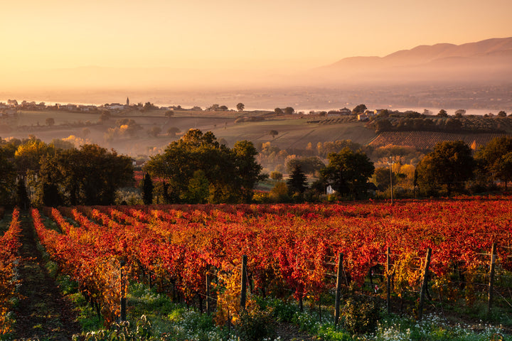 Antonelli San Marco - Degustazione 6 vini Umbria Antonelli San Marco