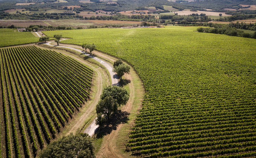 Tenuta Antinori Pian delle vigne - Degustazione di vino esclusiva