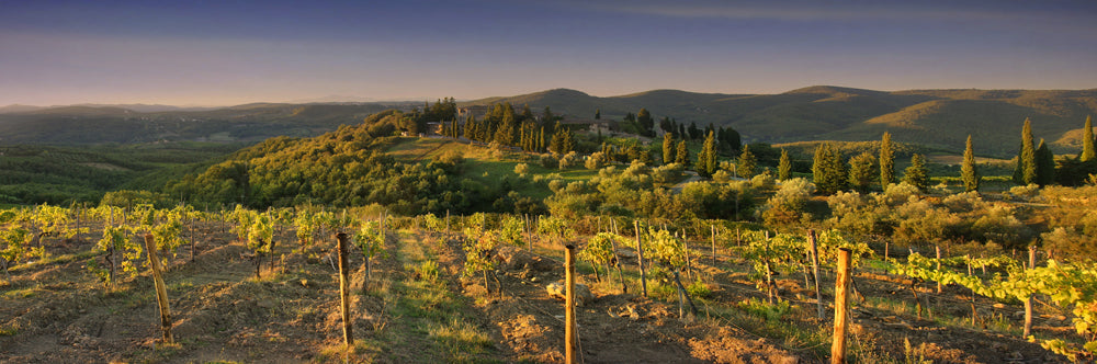 Castelvecchi - Degustazione sensoriale