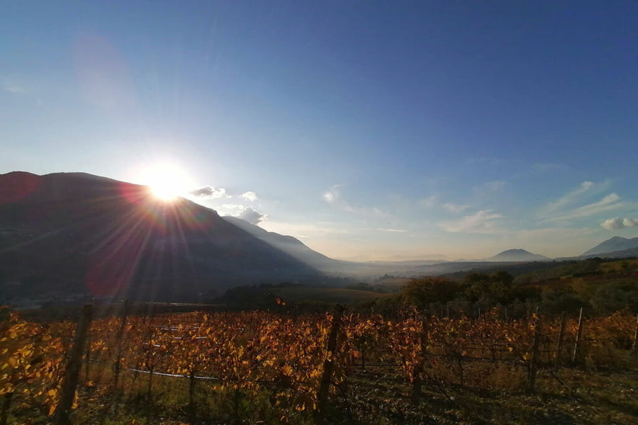 Pietreionne Wine experience Master Falanghina del Sannio in verticale