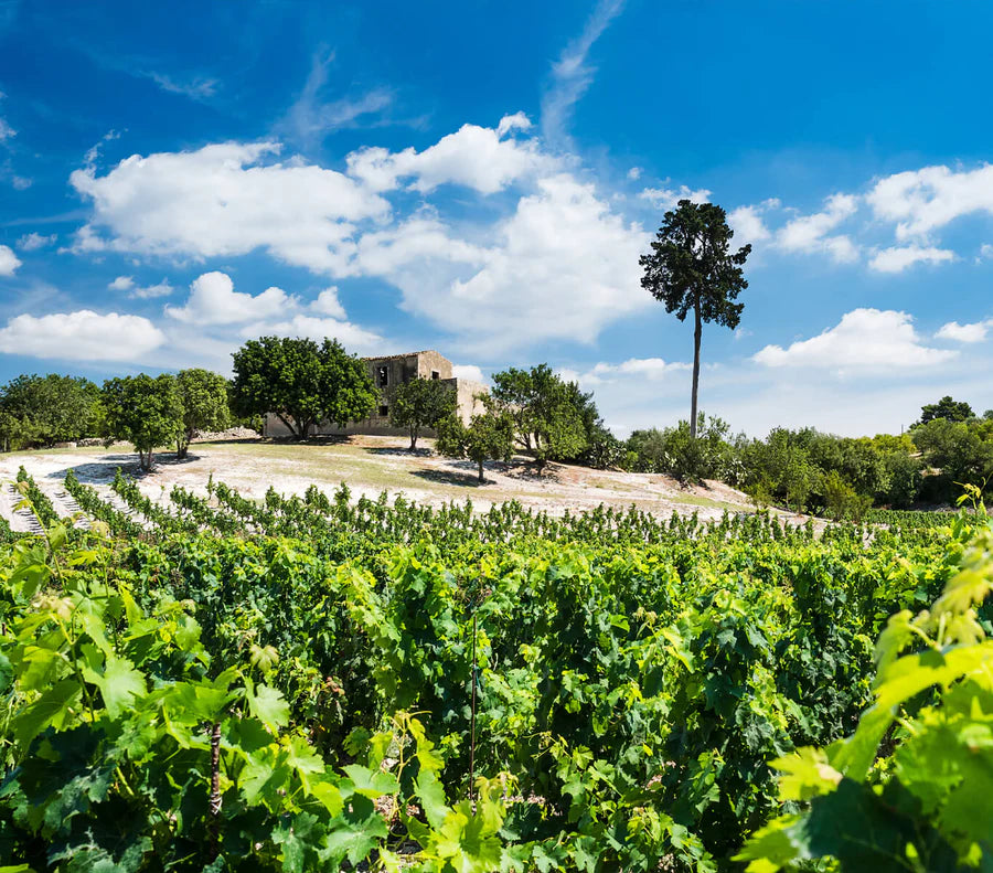 Mazzei Zisola - Degustazione di vino esclusiva