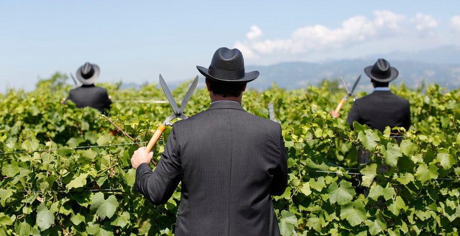 Tenuta L'Armonia - Degustazione con il Vignaiolo - Veneto